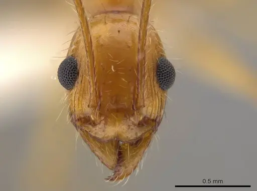 Pheidole desertorum specimen JTLC000013736 image jtlc000013736_2