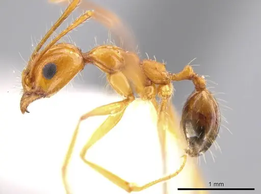 Pheidole desertorum specimen JTLC000013736 image jtlc000013736_3