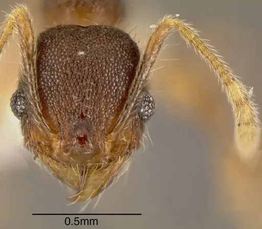 Pheidole diabolus specimen CASENT0635458 image casent0635458_1