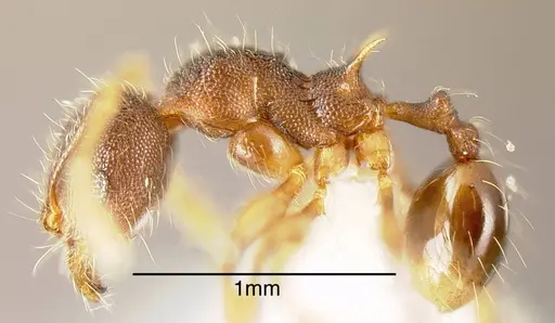 Pheidole diabolus specimen CASENT0635458 image casent0635458_2