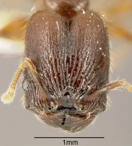 Pheidole diabolus specimen INBIOCRI001282176 image inbiocri001282176_1