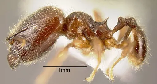 Pheidole diabolus specimen INBIOCRI001282176 image inbiocri001282176_2