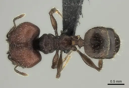 Pheidole diakritos specimen CASENT0129921 image casent0129921_1
