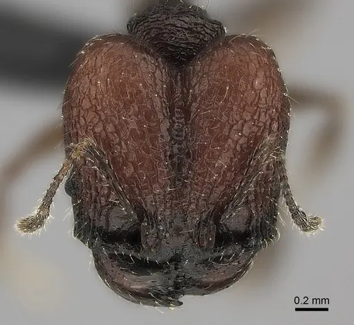 Pheidole diakritos specimen CASENT0129921 image casent0129921_2
