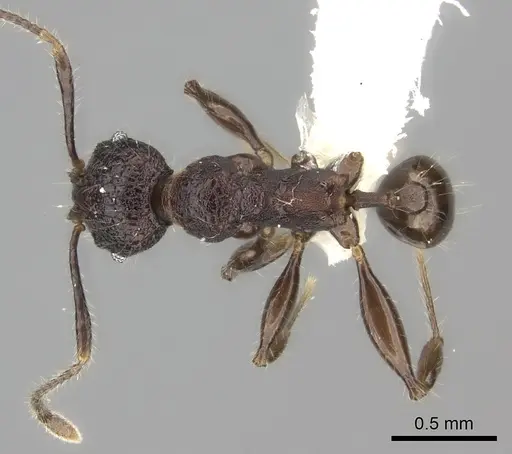 Pheidole diakritos specimen CASENT0198220 image casent0198220_1