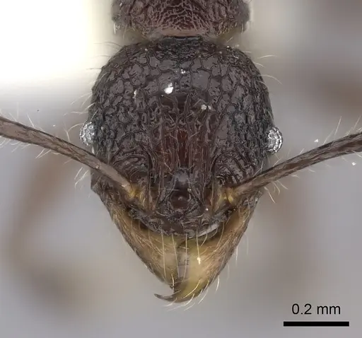 Pheidole diakritos specimen CASENT0198220 image casent0198220_2