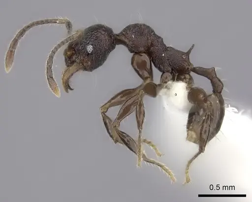 Pheidole diakritos specimen CASENT0198220 image casent0198220_3