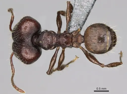 Pheidole diakritos specimen CASENT0275436 image casent0275436_1