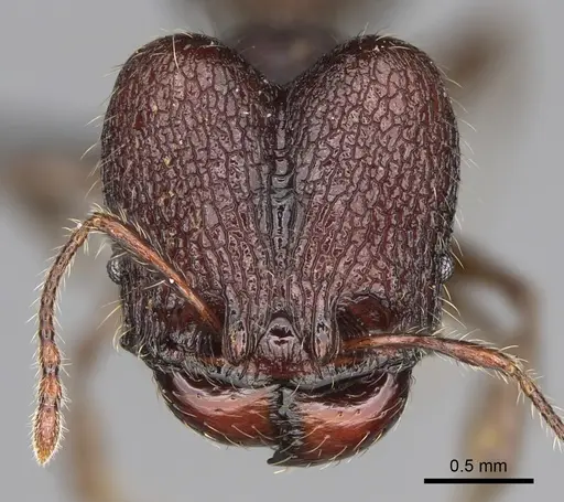 Pheidole diakritos specimen CASENT0275436 image casent0275436_2