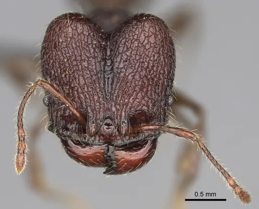 Pheidole diakritos specimen CASENT0275436 image casent0275436_3