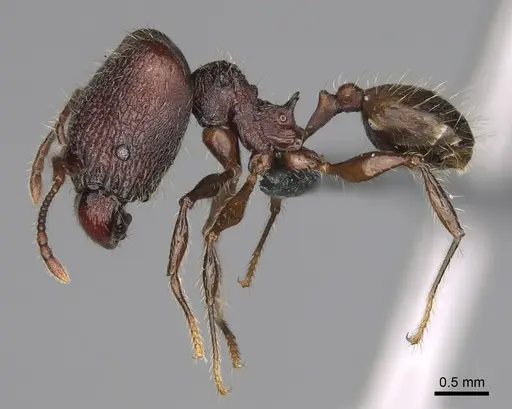 Pheidole diakritos specimen CASENT0275436 image casent0275436_4