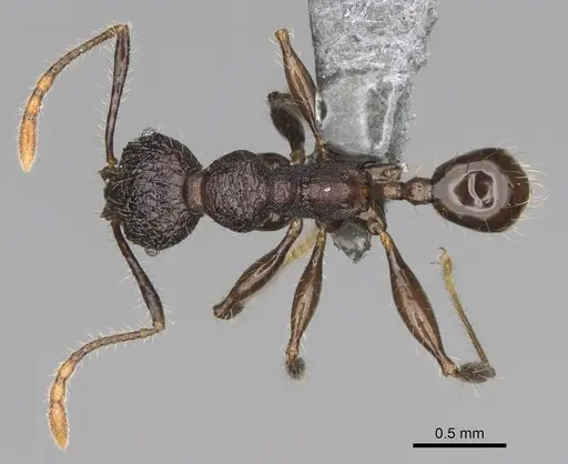 Pheidole diakritos specimen CASENT0275480 image casent0275480_1