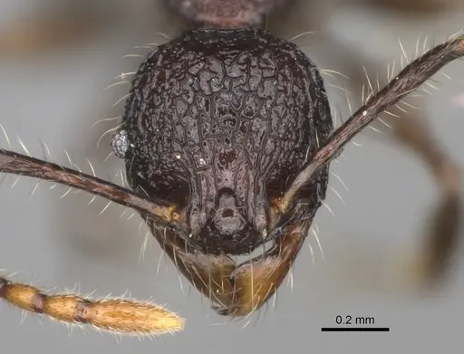 Pheidole diakritos specimen CASENT0275480 image casent0275480_2