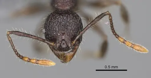 Pheidole diakritos specimen CASENT0275480 image casent0275480_3