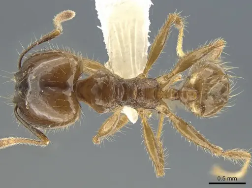 Pheidole diana specimen CASENT0632932 image casent0632932_1