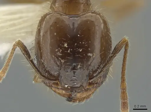 Pheidole diana specimen CASENT0632932 image casent0632932_2