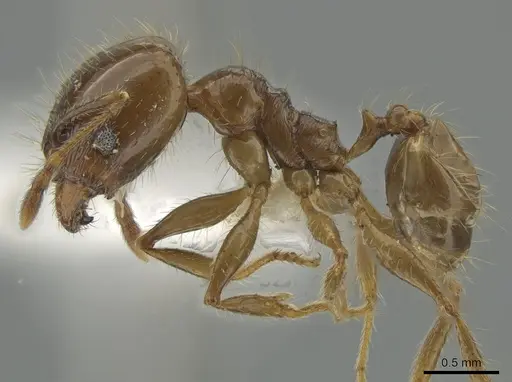 Pheidole diana specimen CASENT0632932 image casent0632932_3