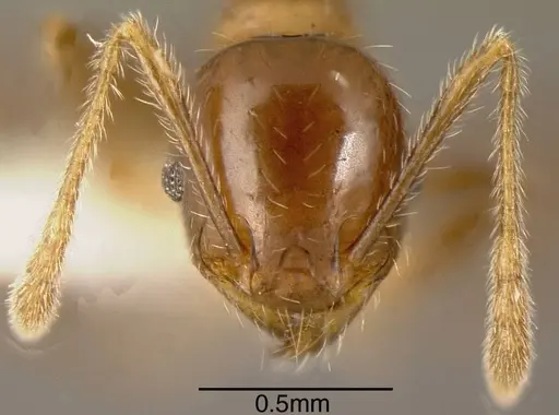 Pheidole diana specimen CASENT0635459 image casent0635459_1
