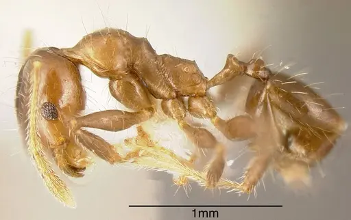 Pheidole diana specimen CASENT0635459 image casent0635459_2