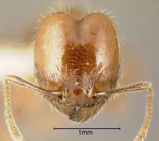 Pheidole diana specimen INBIOCRI001283476 image inbiocri001283476_1