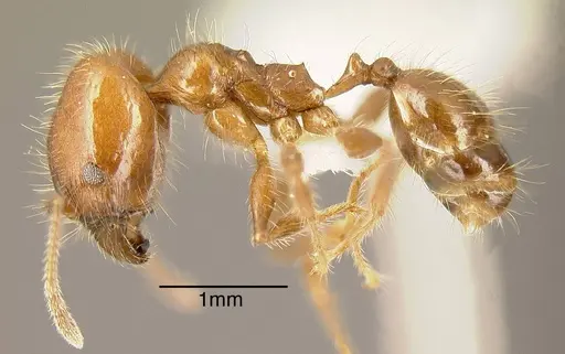 Pheidole diana specimen INBIOCRI001283476 image inbiocri001283476_2