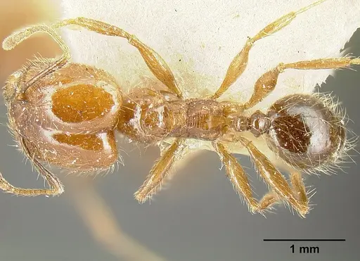 Pheidole diana specimen JTLC000014082 image jtlc000014082_1