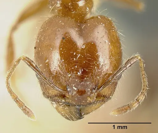 Pheidole diana specimen JTLC000014082 image jtlc000014082_2