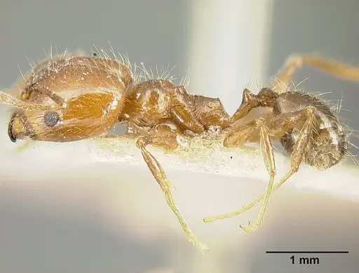 Pheidole diana specimen JTLC000014082 image jtlc000014082_3