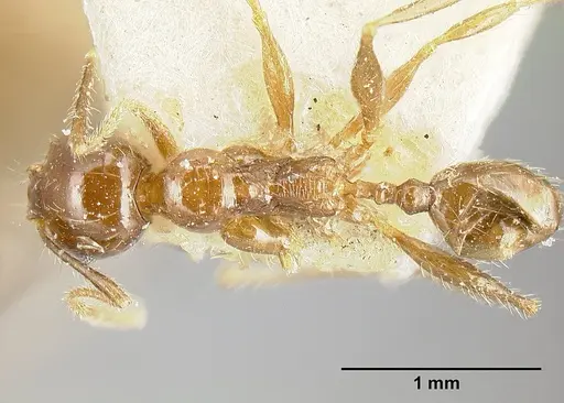 Pheidole diana specimen JTLC000014083 image jtlc000014083_1