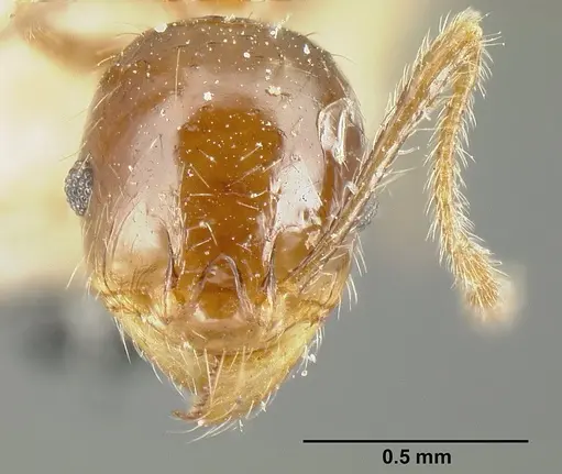 Pheidole diana specimen JTLC000014083 image jtlc000014083_2
