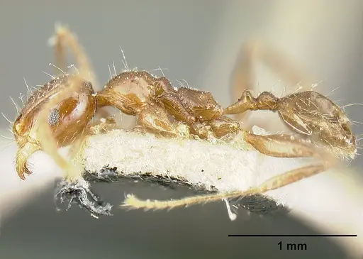 Pheidole diana specimen JTLC000014083 image jtlc000014083_3