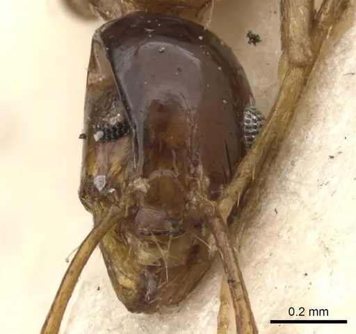 Pheidole diffidens specimen CASENT0901536 image casent0901536_2