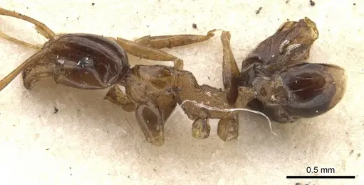 Pheidole diffidens specimen CASENT0901536 image casent0901536_3