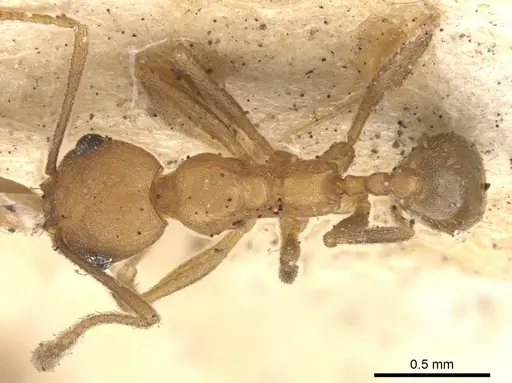 Pheidole diligens specimen CASENT0901578 image casent0901578_1