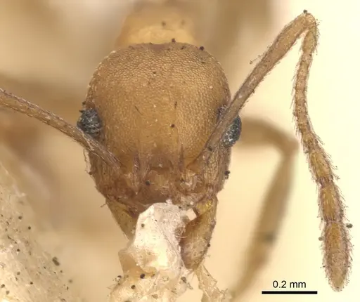 Pheidole diligens specimen CASENT0901578 image casent0901578_2