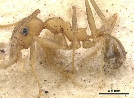 Pheidole diligens specimen CASENT0901578 image casent0901578_3