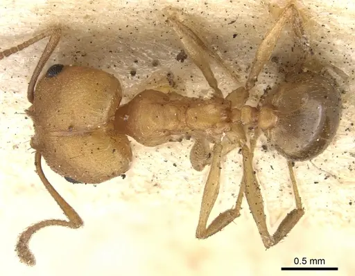 Pheidole diligens specimen CASENT0901579 image casent0901579_1
