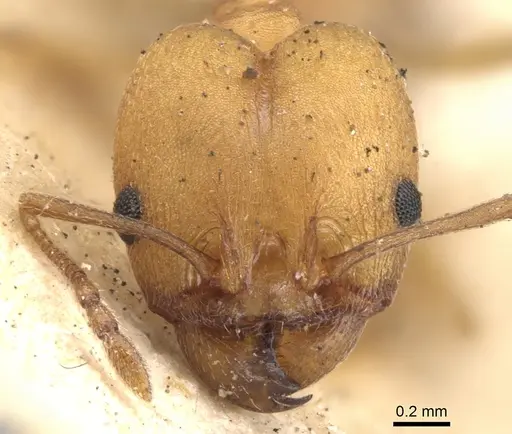 Pheidole diligens specimen CASENT0901579 image casent0901579_2