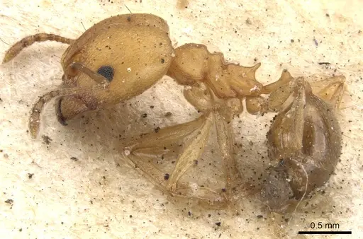 Pheidole diligens specimen CASENT0901579 image casent0901579_3