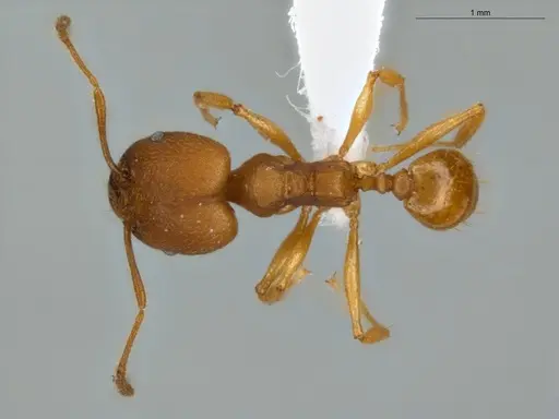 Pheidole diligens specimen ECOFOG-IT14-0102-90-S image ecofog-it14-0102-90-s_1