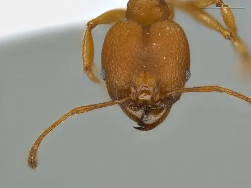 Pheidole diligens specimen ECOFOG-IT14-0102-90-S image ecofog-it14-0102-90-s_2