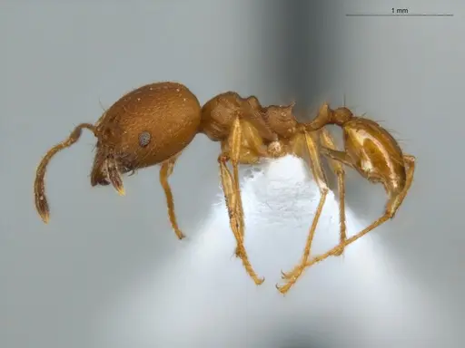 Pheidole diligens specimen ECOFOG-IT14-0102-90-S image ecofog-it14-0102-90-s_3