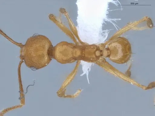 Pheidole diligens specimen ECOFOG-MAI19-0027-11 image ecofog-mai19-0027-11_1