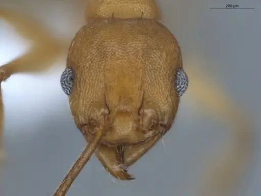 Pheidole diligens specimen ECOFOG-MAI19-0027-11 image ecofog-mai19-0027-11_2
