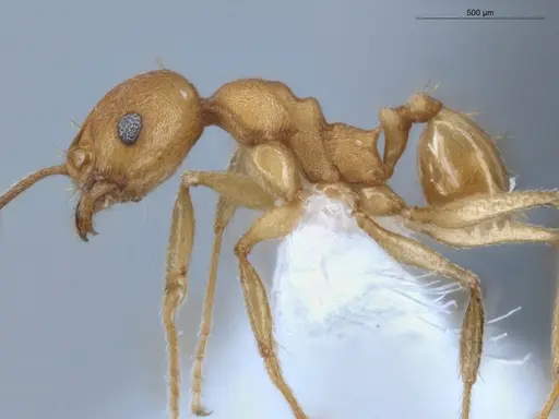 Pheidole diligens specimen ECOFOG-MAI19-0027-11 image ecofog-mai19-0027-11_3