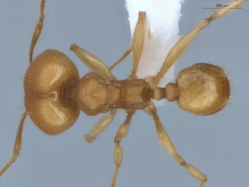 Pheidole diligens specimen ECOFOG-MAI19-0027-12 image ecofog-mai19-0027-12_1