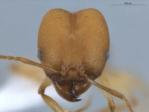Pheidole diligens specimen ECOFOG-MAI19-0027-12 image ecofog-mai19-0027-12_2