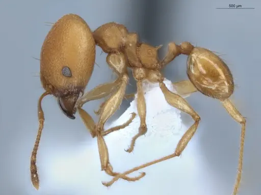 Pheidole diligens specimen ECOFOG-MAI19-0027-12 image ecofog-mai19-0027-12_3