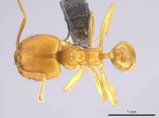 Pheidole diligens specimen USNMENT00688204 image usnment00688204_1