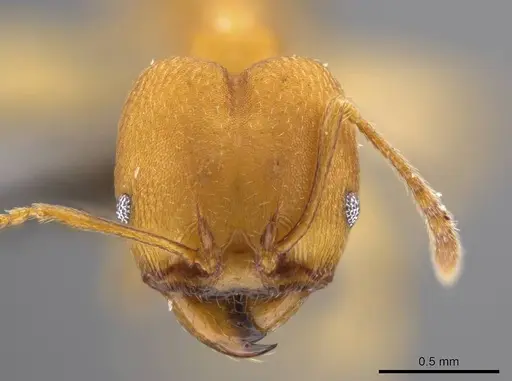Pheidole diligens specimen USNMENT00688204 image usnment00688204_2